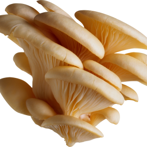 White mushrooms PNG image