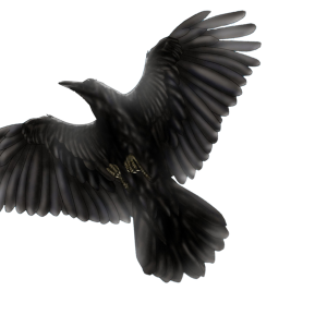Raven PNG