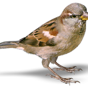 Sparrow PNG