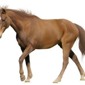 Horse png image
