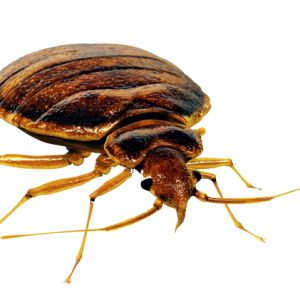 Bed bug PNG
