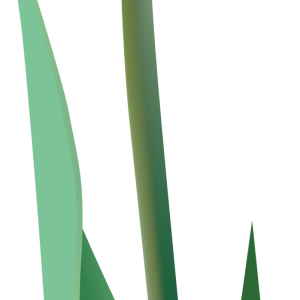 Tulip PNG image
