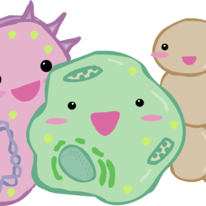 Bacteria PNG