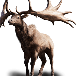 Moose, elk PNG