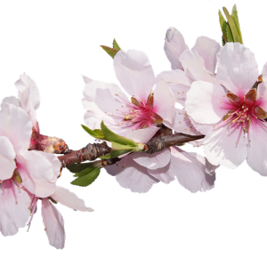 Sakura PNG