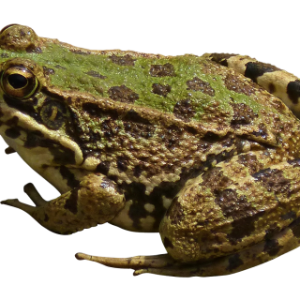 Frog PNG