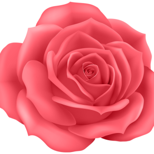 Rose PNG