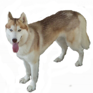 Husky PNG