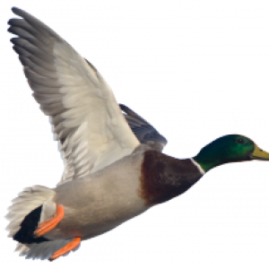 Goose PNG