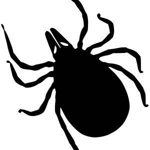 Tick insect PNG