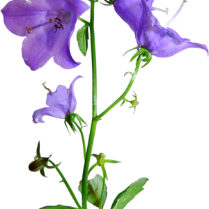 Bellflower PNG
