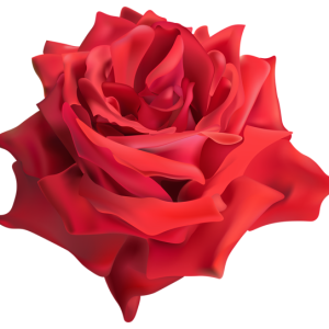 Rose PNG