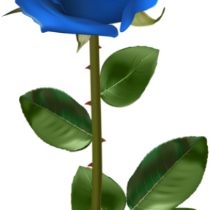 Rose PNG