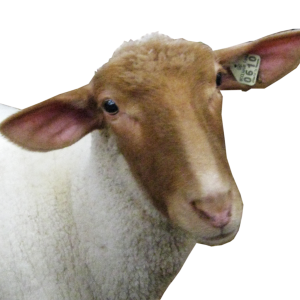 sheep head PNG image