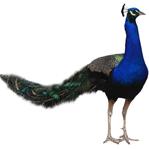 Peacock PNG