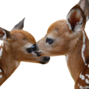 Deer PNG image