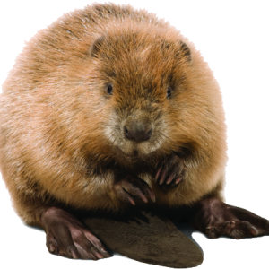 Beaver PNG