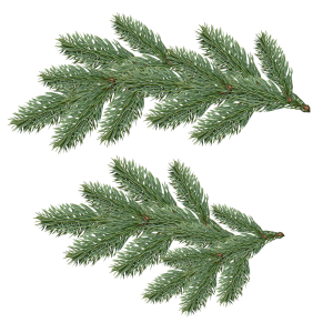 Fir-tree PNG image