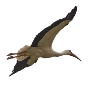 Stork PNG