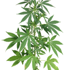 Cannabis PNG