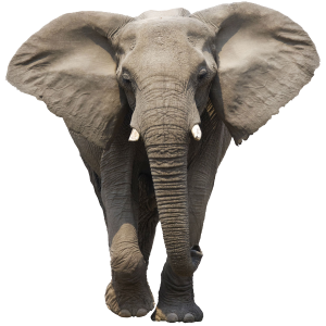 Elephant PNG