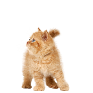 Cat ginger kitten PNG