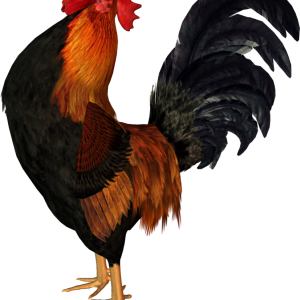Cock PNG