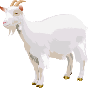 Goat PNG