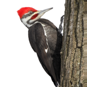 Woodpecker PNG