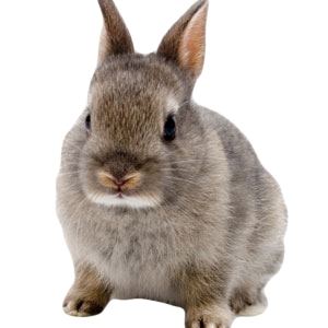 Rabbit PNG image