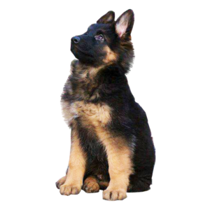 German Shepherd PNG