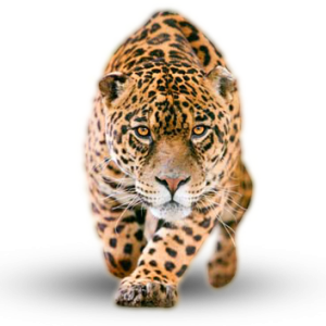 Jaguar PNG
