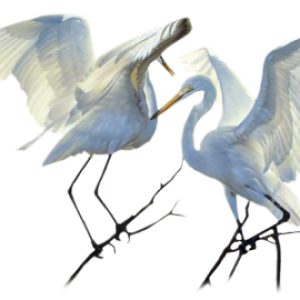 Heron PNG