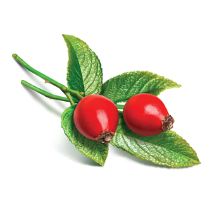 Rose hip PNG