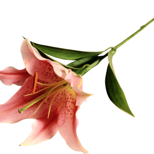 Lilium PNG