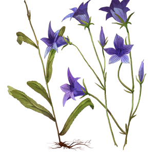 Bellflower PNG
