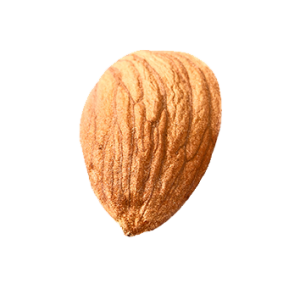 Almond seed PNG