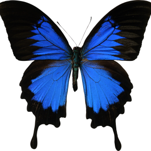 Butterfly PNG