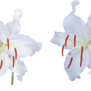 Lilium PNG