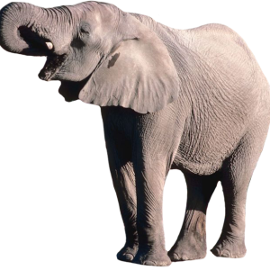 Elephant PNG