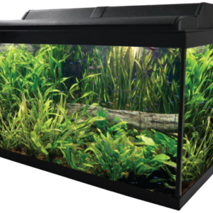 Aquarium PNG