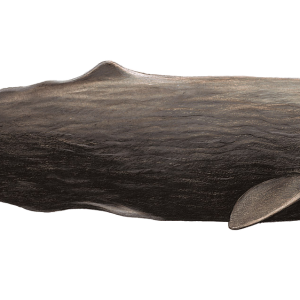 Whale PNG