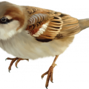 Sparrow PNG