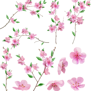 Sakura PNG
