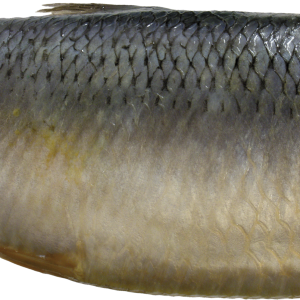 Fish PNG