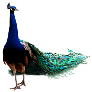 Peacock PNG