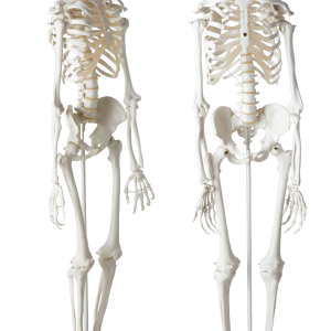 Skeleton PNG