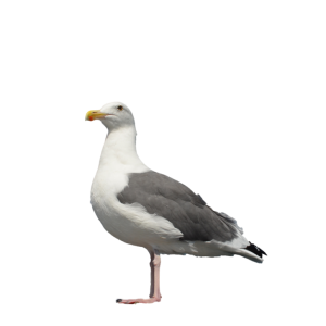 Gull PNG