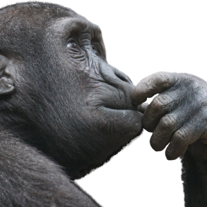 Monkey PNG