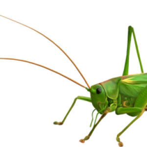Grasshopper PNG
